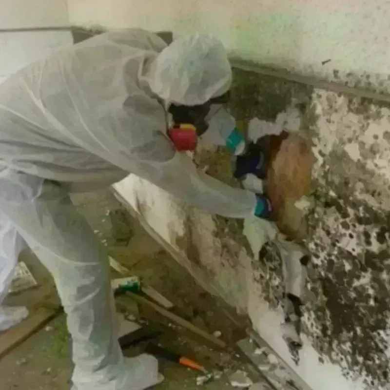 Mold Remediation and Removal in Rock Creek, AL